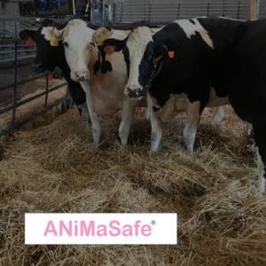 Animasafe icona