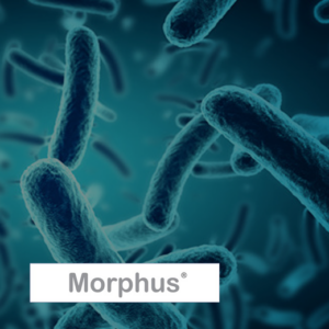 Morphus icona